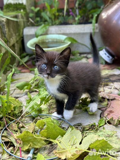 Котята в добрые руки бесплатно