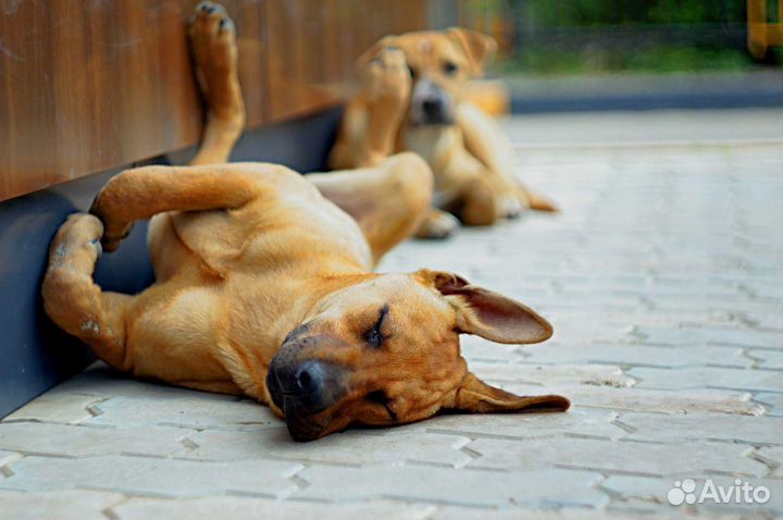 Собака в добрые руки