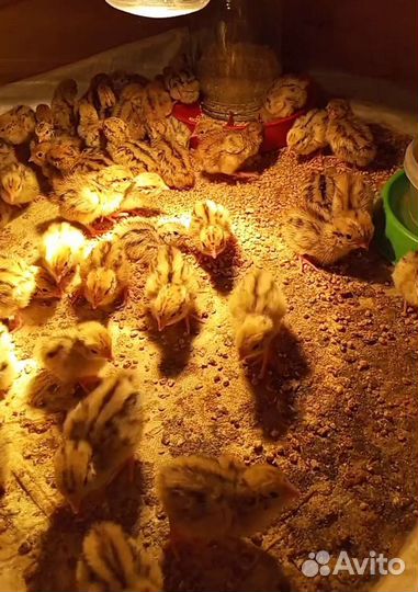 Перепела суточные