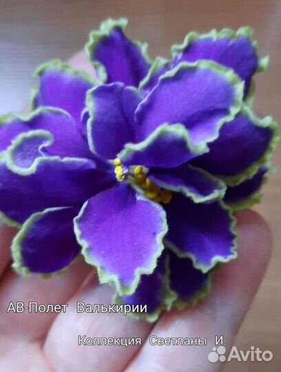 Фиалки-Новинки