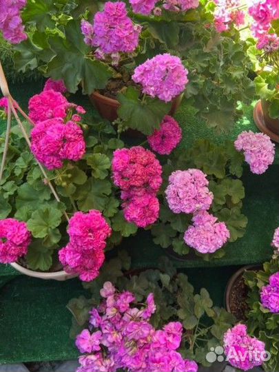 Комнатные цветы