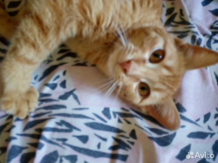 Котята в добрые руки мальчики