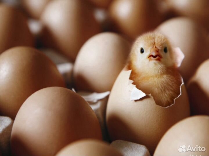 Яйцо инкубационное мясо-яичная порода