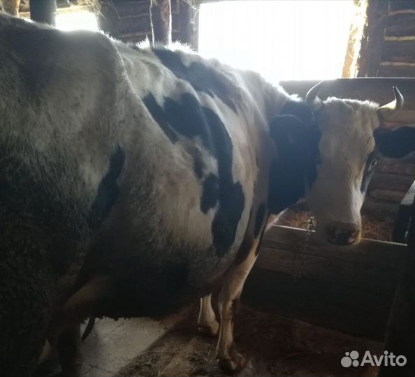 Коровы молочные