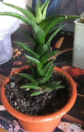 Хавортия 15см