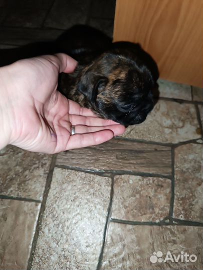 Французский бульдог щенки