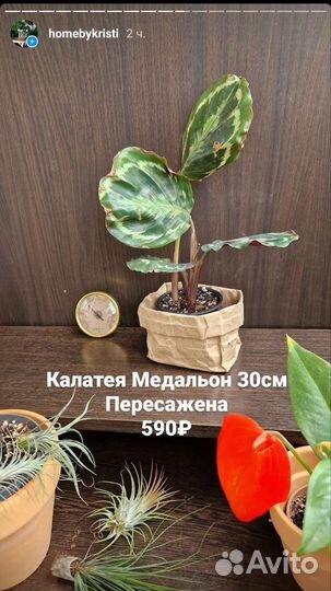 Калатея Медальон