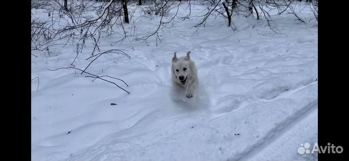 Домашняя передержка для вашей собаки