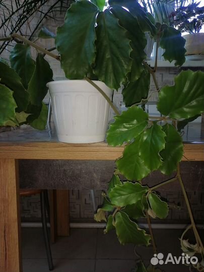 Тетрастигма вуанье