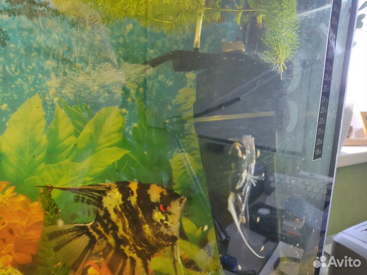 Аквариум с рыбками
