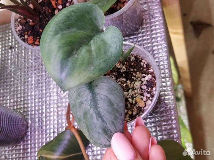 Сциндапсус Эпипремнум 9 сортов