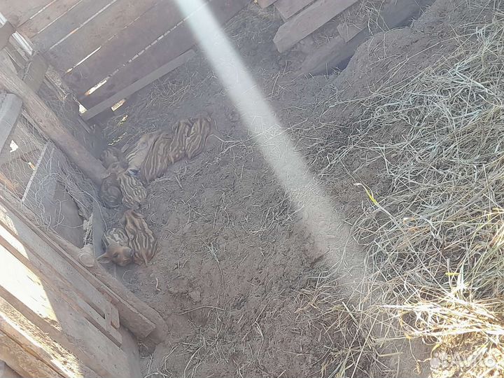 Поросята кабан, дюрок, вьетнамская свиньи