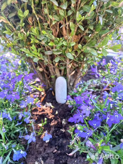 Крутой камешек по жизни бродяга