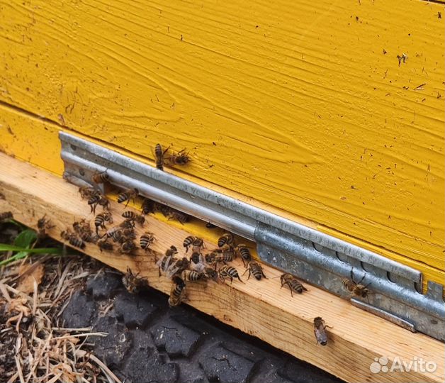 Опт мед натуральный алтайский от 16 кг