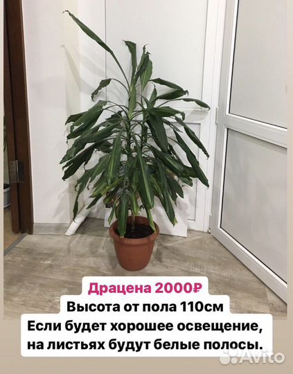 Драцена