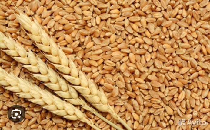 Носим зерно