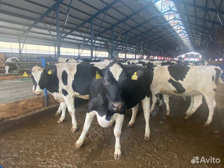 Нетели племенные Голштинская порода