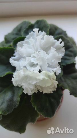 Фиалка разные сорта