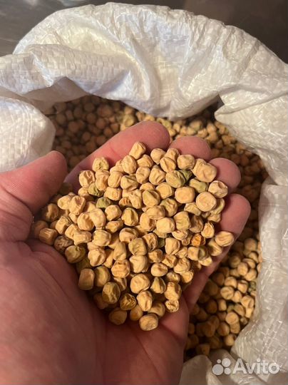 Семена горошка сладкого