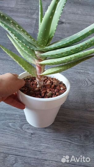 Алоэ и крассула Голлум