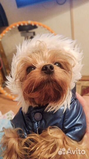 Вязка мини йорка