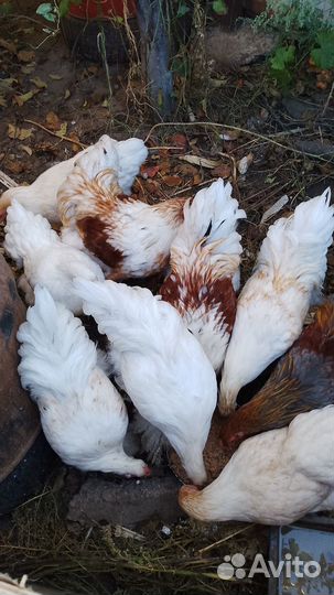 Продам молодых петушков