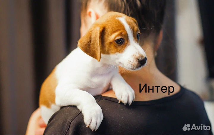 Гладкошерстные щенки Джек Рассел терьер