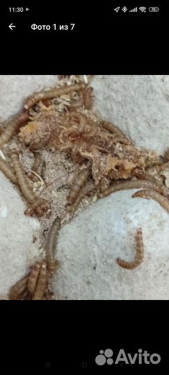 Живой корм для рептилий