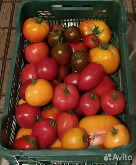Помидоры домашние