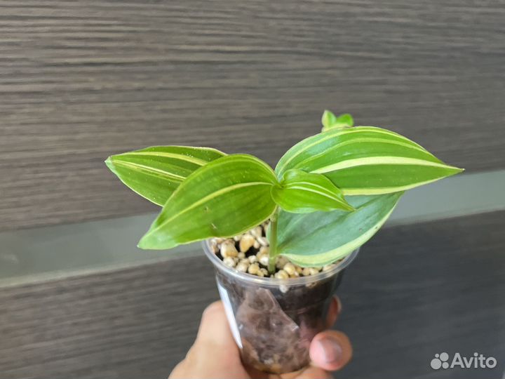 Традесканции сортовые