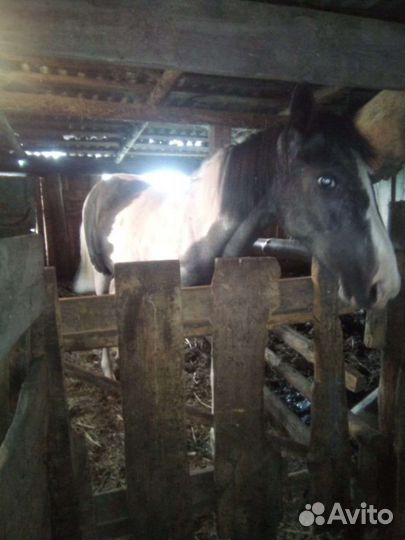 Лошадь Кобылка