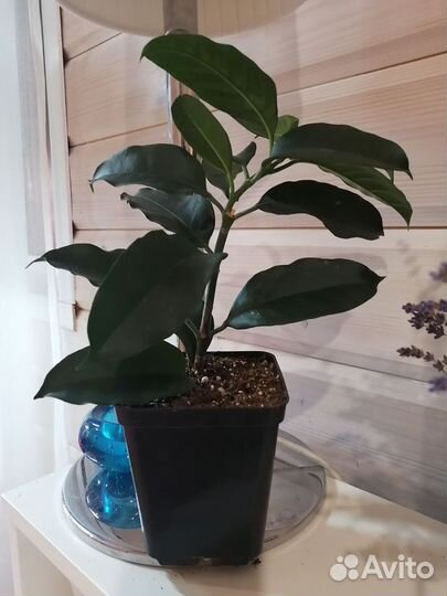 Хойя мультифлора