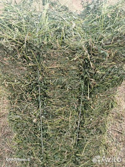 Люцерна сено