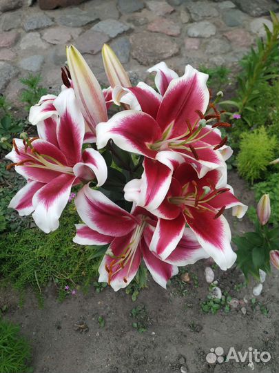 Лилии луковицы