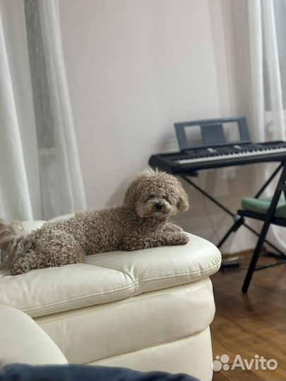 Собака для фотосессии (мальтипу)