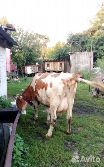 Коровы дойные молочные