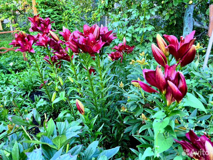 Лилии луковицы (Ла гибриды)