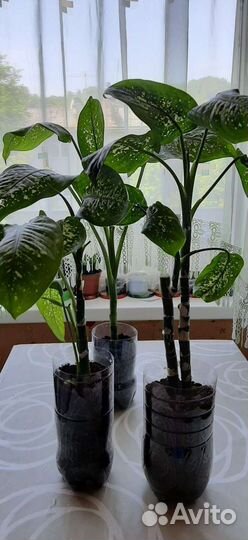 Каланхоэ лечебный, сансевиерия,диффенбахия