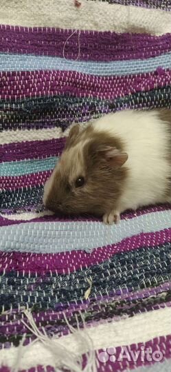 Морские свинки