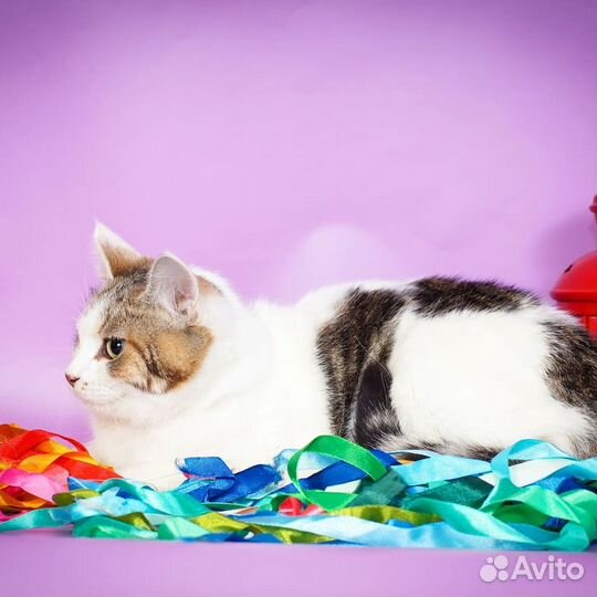 Особенная кошечка Палитра (1 год)