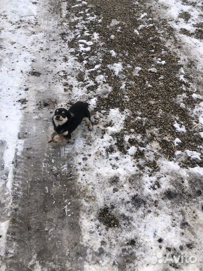 Собака чихуа хуа