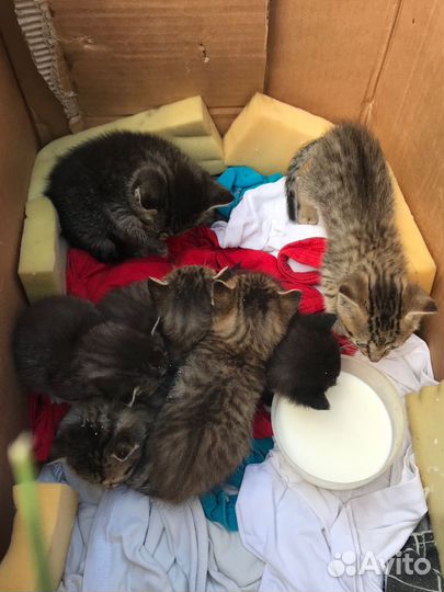 Котята в добрые руки