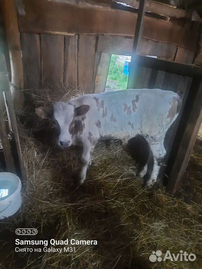 Домашние животные