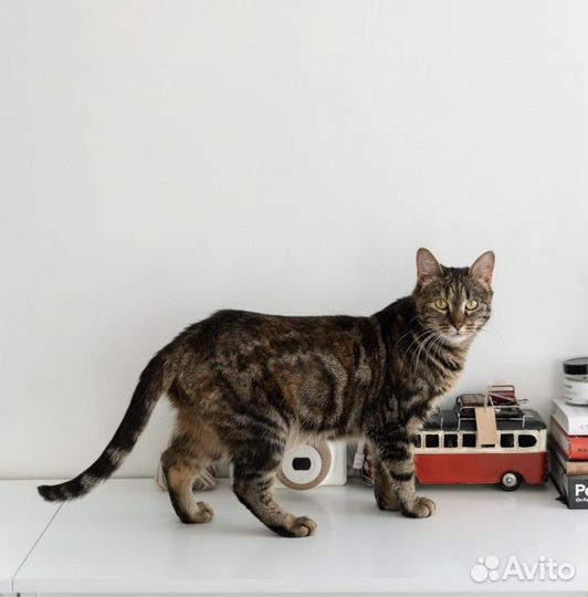 Красавица кошечка Кася 1,5 года ищет дом