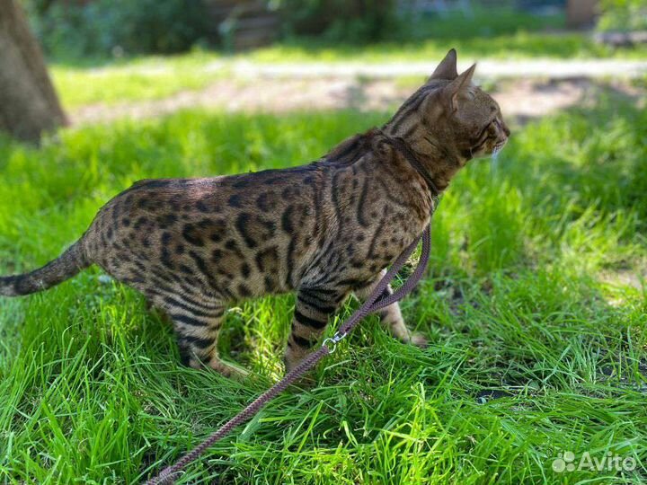 Бенгальские котята