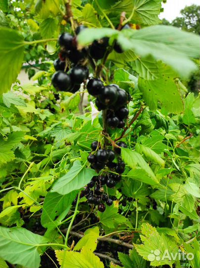 Красная/Чёрная смородина ягода