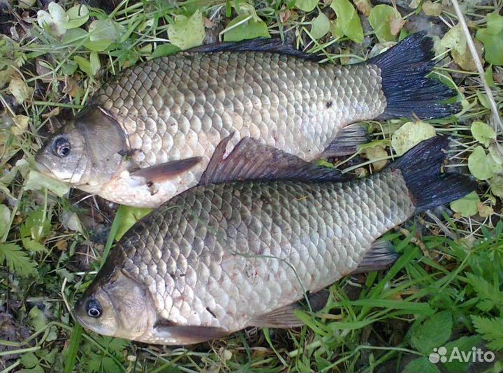 Рыба свежемороженая.Судак,сазан,щука,карась,сом