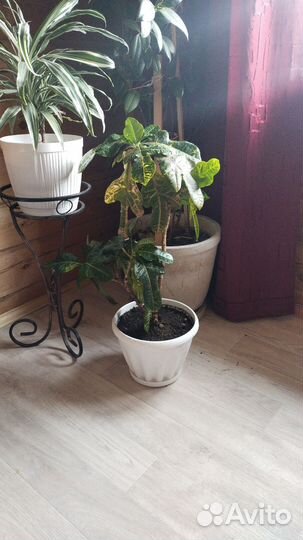 Комнатные растения цветы