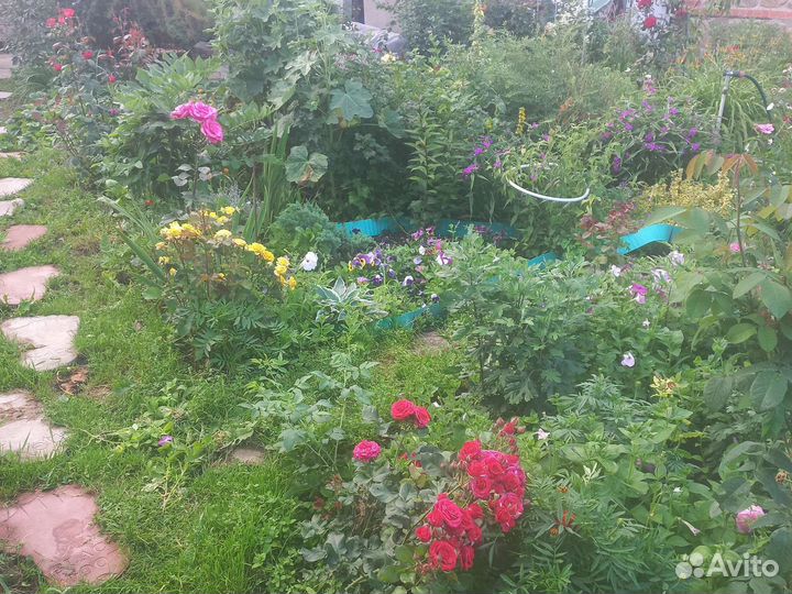 Многолетники для сада цветы