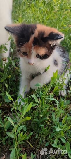 Отдам в добрые руки котят